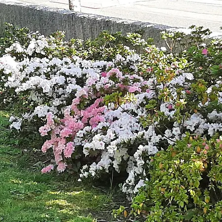 Sakura Fontaine-le-Comte