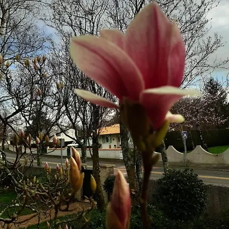 Sakura Frühstückspension