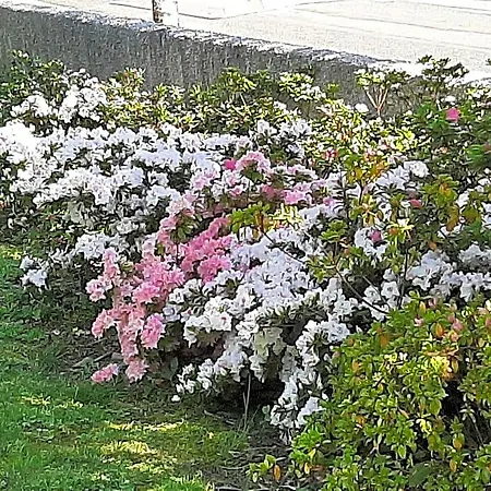 Sakura 3* Fontaine-le-Comte