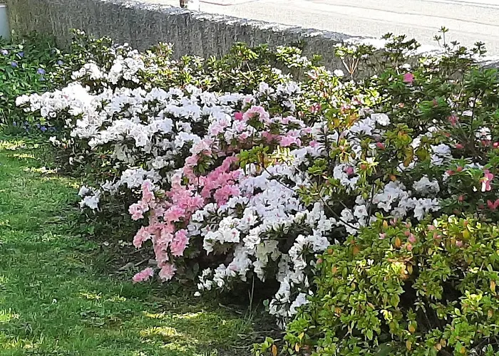 Sakura Fontaine-le-Comte